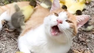 Cat Jumping into a Pile of Leaves! 6