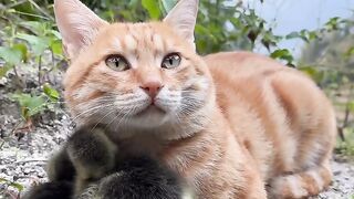 Cat Staring at a Ghost in the Hallway! 6