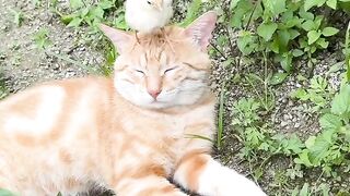 Kitten Learning to Meow! 🥺 6