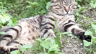 Cat Stealing a Hair Tie! 6