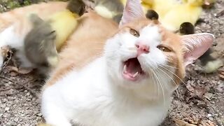 Cat Fighting its Own Tail in Circles! 6