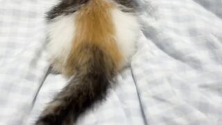 Cat Reacts to Owner Wearing a Mask! 6