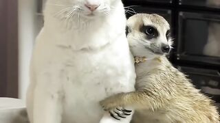 Cat Trying to Catch Drops of Water! 6