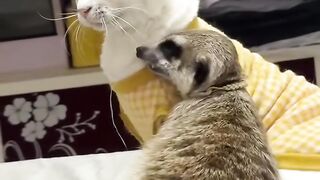 Cat Hugging a Dog to Sleep! 6