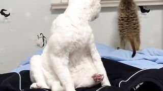 Cat Knocking the Camera Over! 5