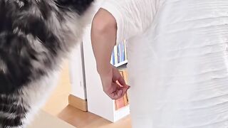 Cat Trying to Open a Cabinet Door! 6