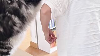 Cat Fighting a Dust Bunny! 5