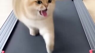 Cat Waking Up Slowly in the Sun! 6