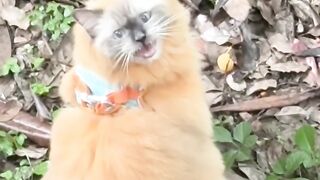 Cat Sneezing and Scaring Itself! 6