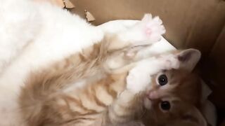 Cat Purring While Eating! 6