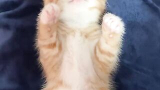 Cat Stealing the Dog's Bone! 10