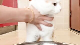 Cat Falling Asleep on Owner's Face! 6