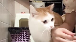The Cutest Kitten Video on the Internet! 🥺 2