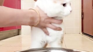 Wait For It! Cat Does the Unexpected! 🤯 2