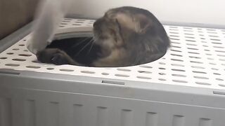 Cat vs Dog: The Ultimate Funny Showdown! 2