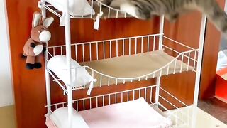 You Will Watch This Cat Video on Loop! 2