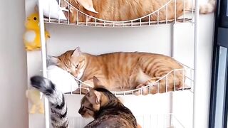 Top 10 Funniest Scared Cat Jumps! 2