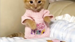 ASMR Cat Purring to Help You Sleep 💤 2