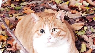 Cat Caught Stealing Food on Hidden Camera! 2