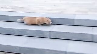 Cat Gives the Best Massage Ever! 💆 2
