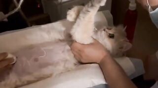 Cat Reacts to Owner's Terrible Singing! 2