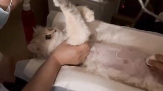Cat Sliding on Wood Floor! (Tokyo Drift) 2