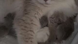 Cat Steals a Whole Slice of Pizza! 🍕 2