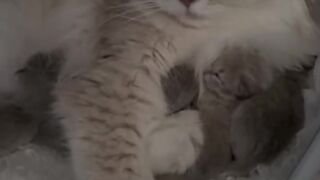 Cat Refuses to Walk on a Leash! 9
