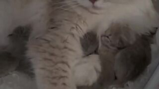Cat Smelling a Lemon for the First Time! 2