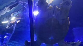 Sea Turtle Swimming in a Marine Aquarium | Beautiful Marine Wildlife