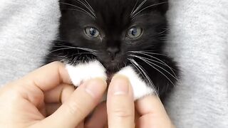 Cat Sitting Exactly Like a Human! 🧍 2
