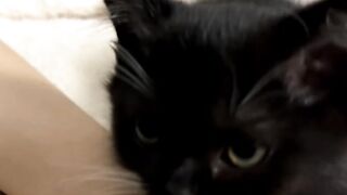 Cat Purring Like a Motorcycle! 🏍️ 2