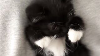 Cat Knocks Everything off the Desk! 2