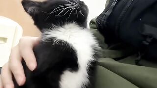 Cat Tries to Drink from the Shower! 🚿 2
