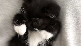 Cat Discovers the Roomba Vacuum! 2