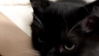Cat Brings a Live Mouse as a Gift! 🐁