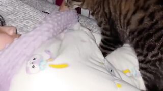 Cat Chattering at a Bird Outside! 2