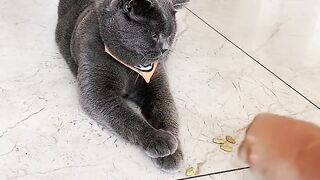 Cat Loving a Good Head Scratch! 2