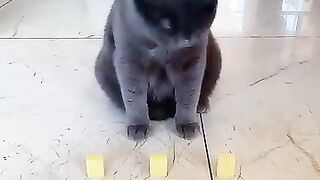 Cat Fights a Stuffed Tiger Toy! 🐅