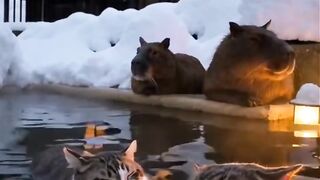 Cat Sits Exactly Like a Boss! 🕴️
