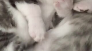 Cat Trying to Open the Treat Jar! 2