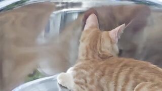Cat Gagging at the Smell of Coffee! 2