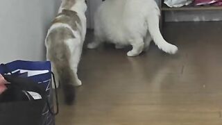 Cat Adopts an Orphaned Squirrel! 🐿️ 2