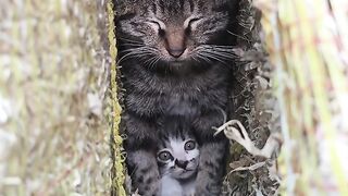 Cat Getting Annoyed by a Snoring Dog! 2