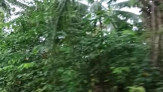 Coconut tree