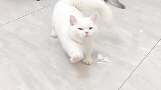 Cat Trying to Catch the Laser Dot! 🔴