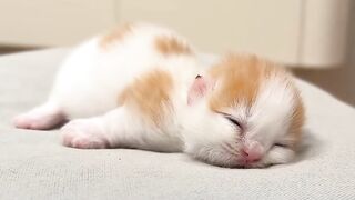 Cat Fighting its Own Tail in a Circle!