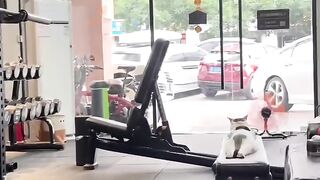 Cat Falling Asleep on Owner's Face! 7