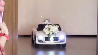 Funniest Cat Fails of 2026! 😂 9