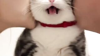 You Won't Believe What This Cat Did! 8